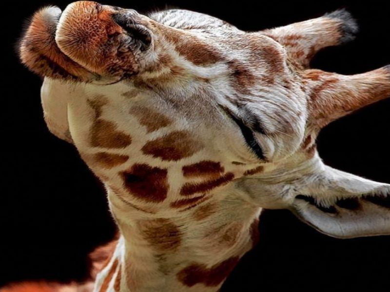A Baby Giraffe Looking Way Too Happy