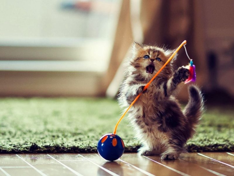 A Cat Playing