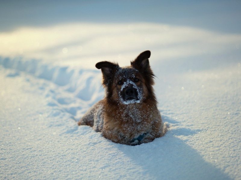 A Dog In Snow