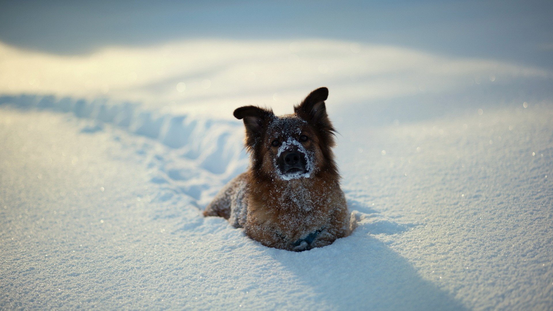 a-dog-in-snow-high-definition-wallpaper