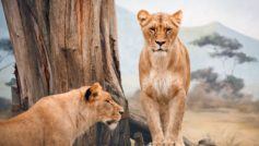 African Lioness Pure Hd