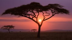 African Sunset Wide