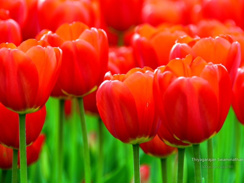 Albany Tulip Festival 1280×800