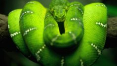 Amazing Green Snake