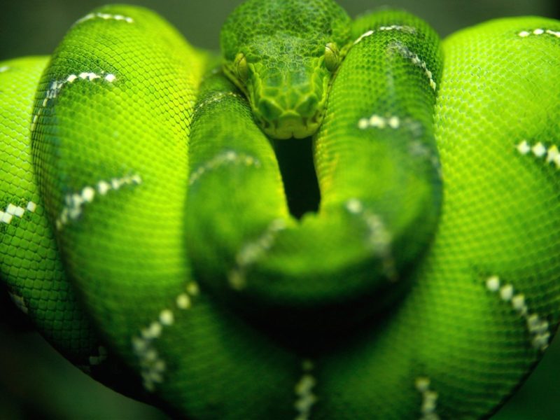 Amazing Green Snake