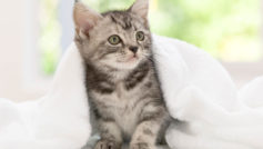 American Shorthair Kitten