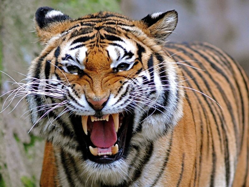 Angry Tiger