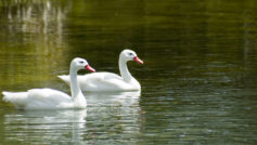 Two Beautiful Swans