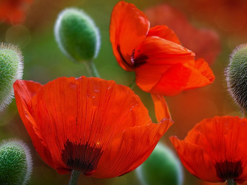 Beautiful Poppy Flowers 1280×720