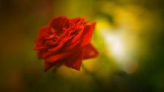 Beautiful Rose 4k 1280×960