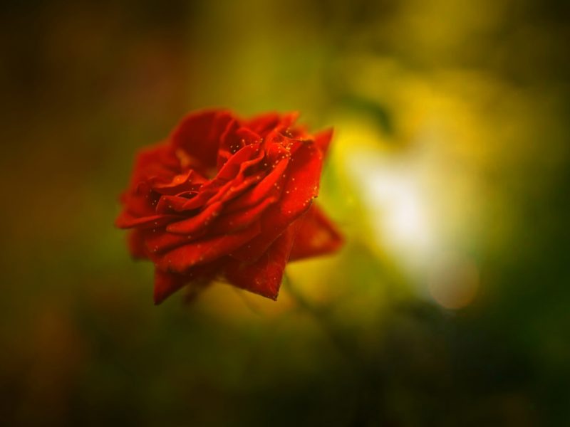 Beautiful Rose 4k 1280×960
