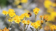 Bee Pollination 1280×800