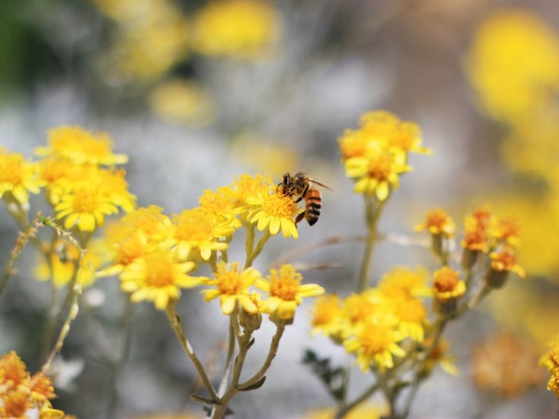 Bee Pollination 1280×800