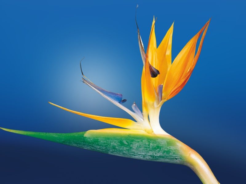Bird Of Paradise Flower 1280×720