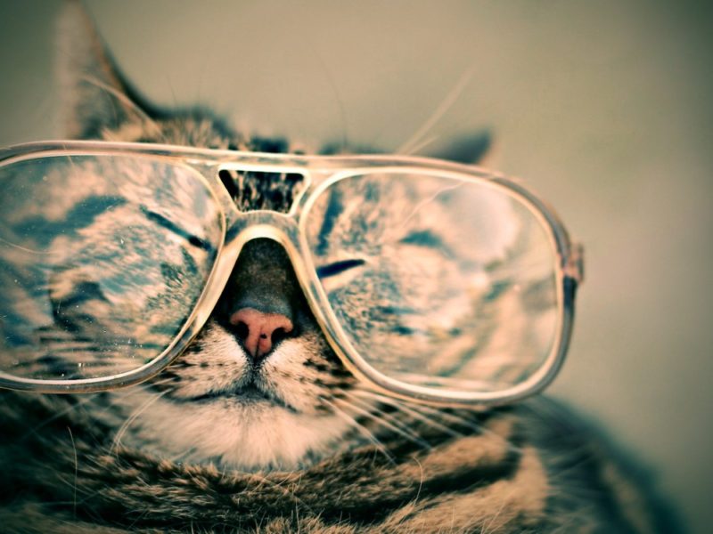 Cat With Glasses Funny