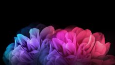 Colorful Flowers Dark Background 1280×800