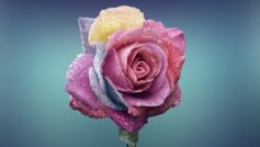 Colorful Rose 1280×800