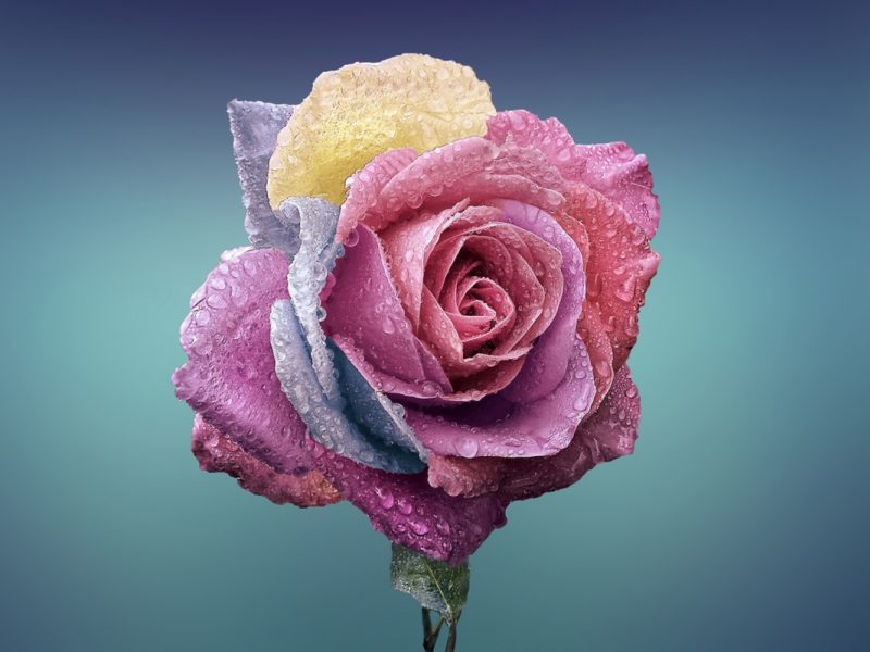 Colorful Rose 1280×800