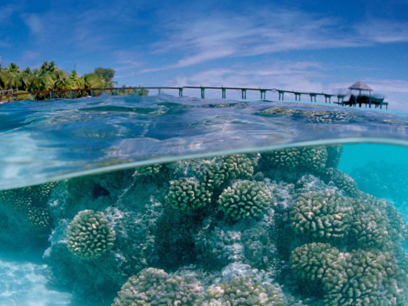 Corals In The Shallow Sea