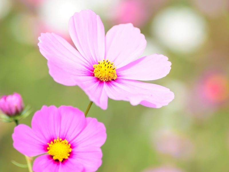 Cosmea Floral Bloom 1600×900