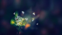 Dandelion Flies 1280×800