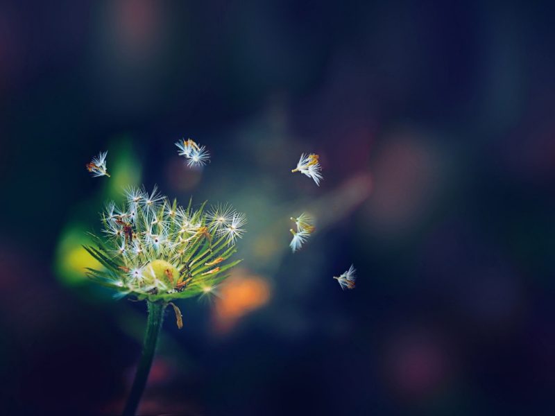 Dandelion Flies 1280×800