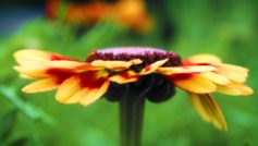 Flower Detail 1280×800