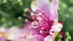 Flower Droplets 1280×800