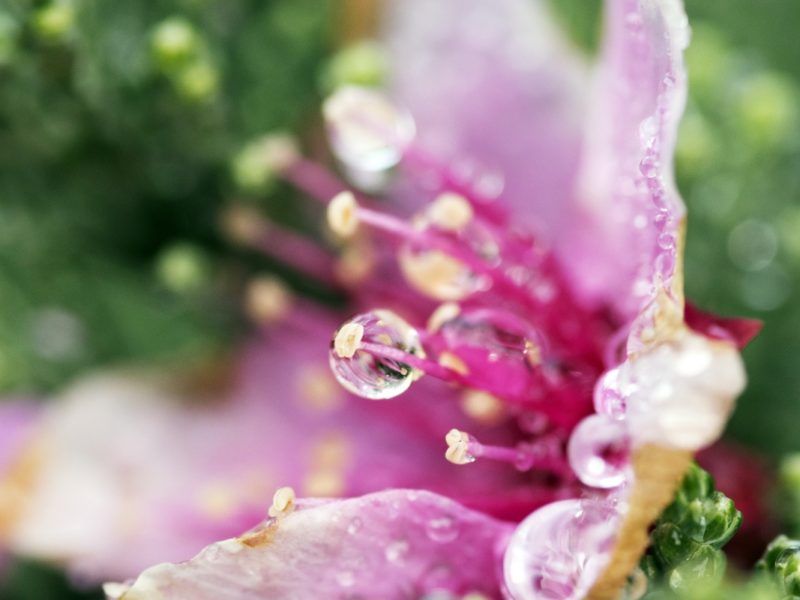 Flower Droplets 1280×800