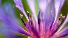 Flower Of Purple 1280×720