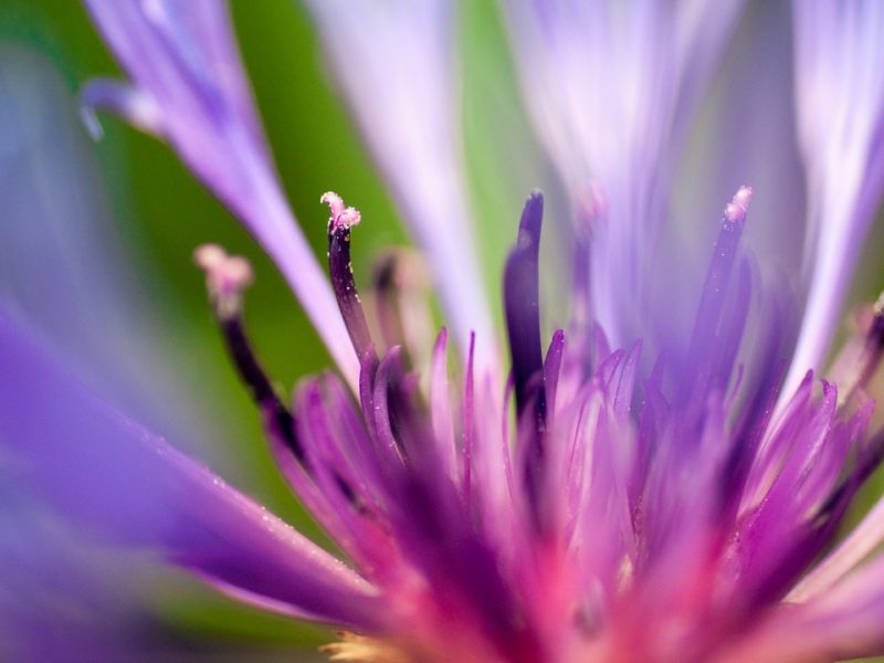 Flower Of Purple 1280×720