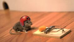 Funny Mouse Trap Funny