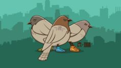 Funny Pigeons With Funny Shoes