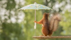 Funny Squirrel With Umbrella Funny