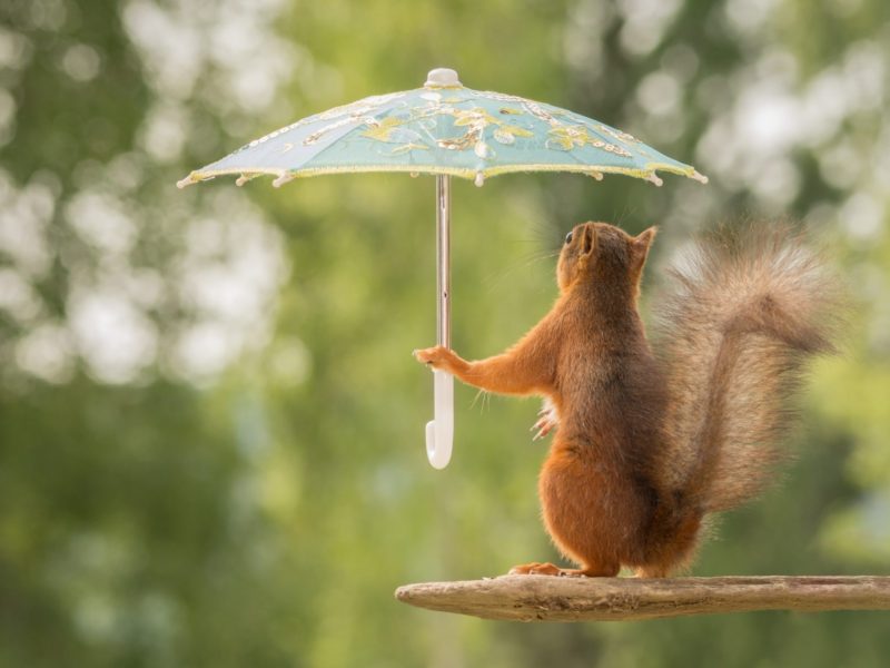 Funny Squirrel With Umbrella Funny