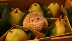 Funny Box Hedgehog Pears 72962 1920×1200