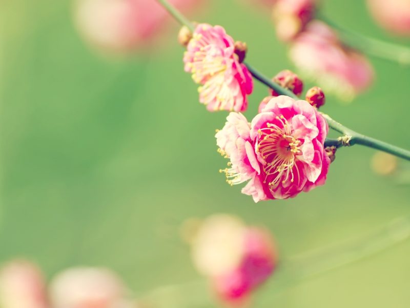 Japanese Apricot 1280×800