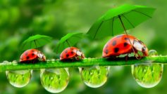Lady Bugs With Umbrella Funny