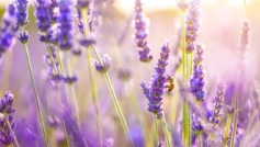 Lavender Flowers 1280×800