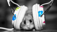 Music Fan Music Little Hamster 2218 1920×1200