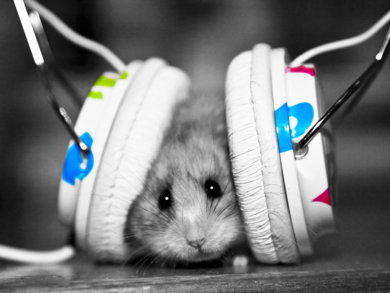 Music Fan Music Little Hamster 2218 1920×1200