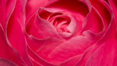 Perfect Pink Rose 1280×800