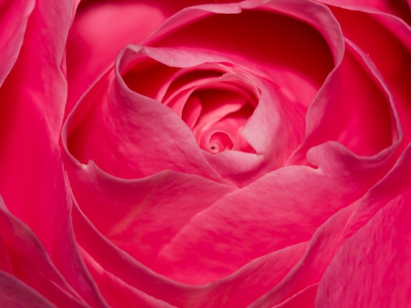 Perfect Pink Rose 1280×800