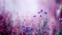 Pink Begonia Flowers 1280×800