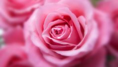 Pink Color Rose 1280×800