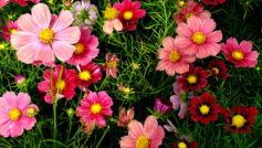 Pink Cosmos Flowers Wide
