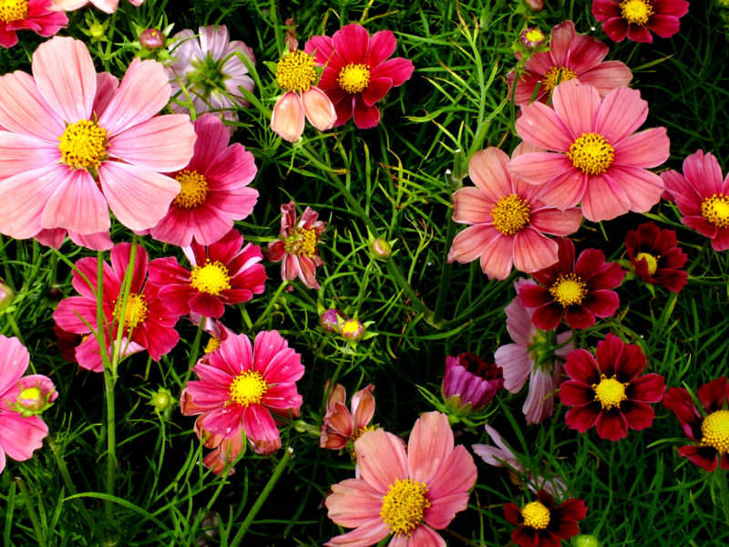 Pink Cosmos Flowers Wide