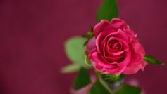 Pink Rose New 1280×720