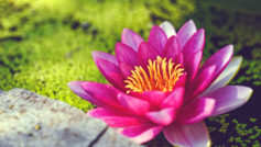 Pink Water Lily Flower Wide