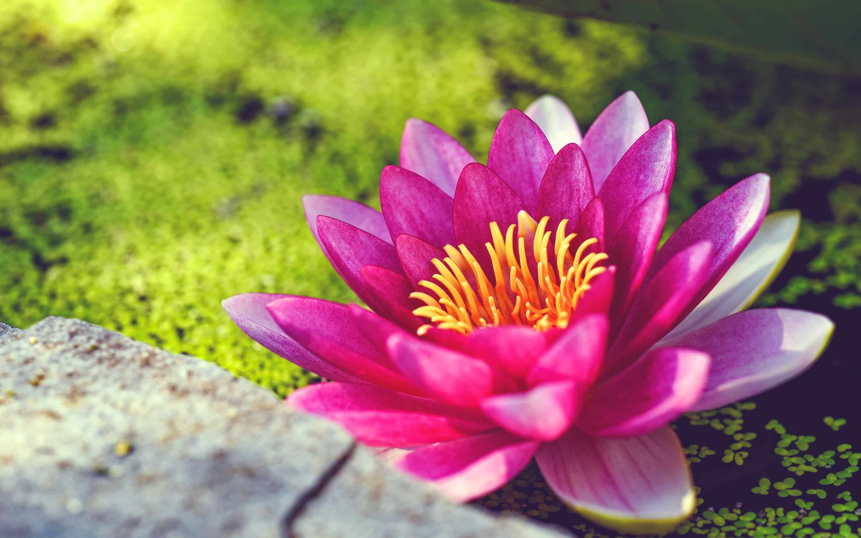 Pink Water Lily Flower Wide - High Definition Wallpaper